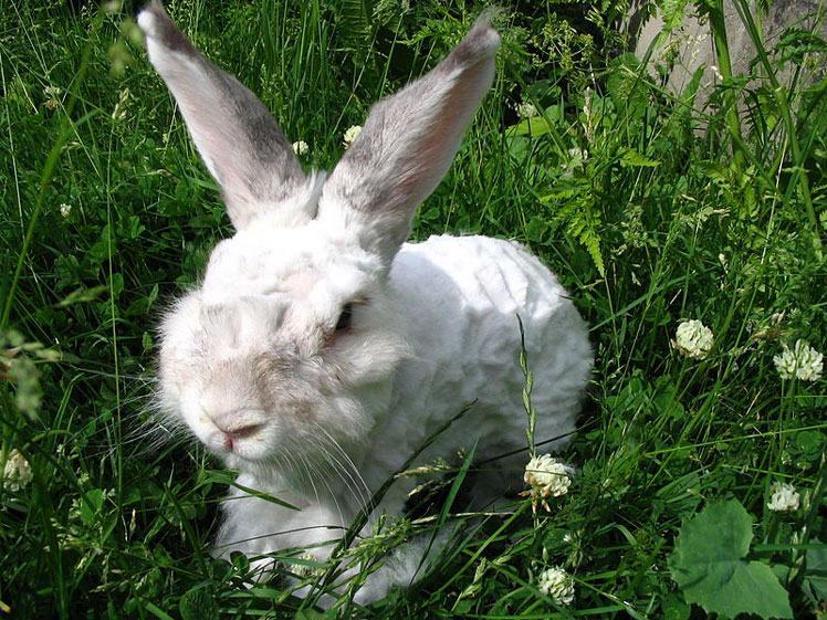 Lapin angora cisaillé