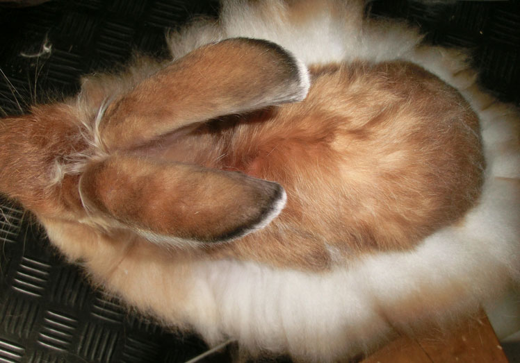 Satin angora (satin)