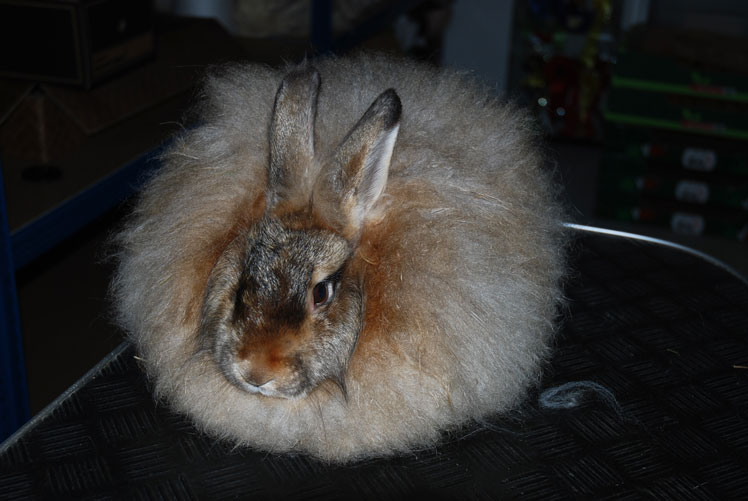 Satin angora (satin)