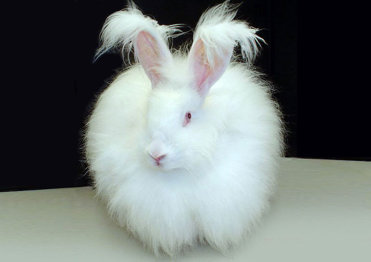 Beyaz tüylü tavşan