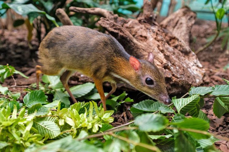 Ciervo ratón (o venado pequeño, o kanchil)