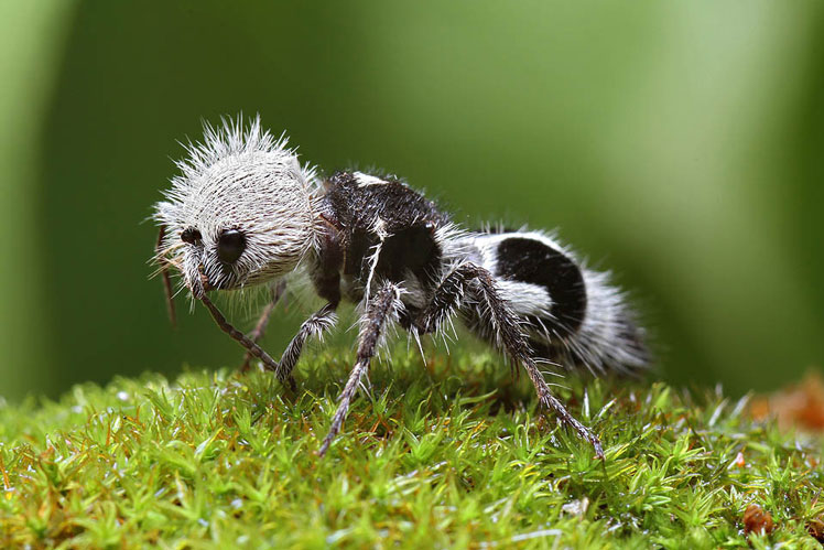 熊猫蚂蚁（euspinolia milaris）