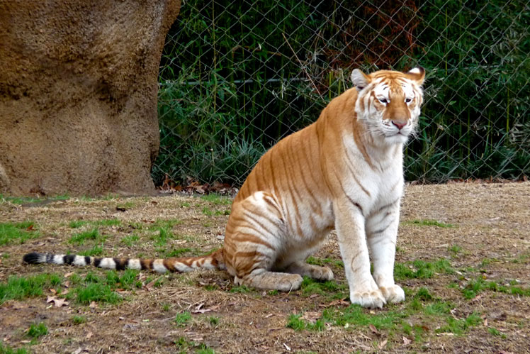 Alt om tigre: interessante fakta og misforståelser