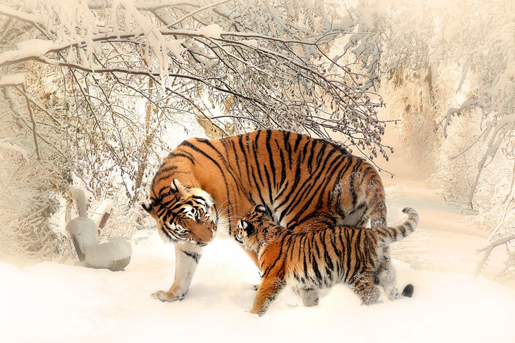 Allt om tigrar: intressanta fakta och missuppfattningar