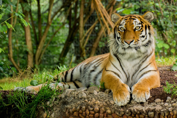 Wszystko o tygrysach: ciekawe fakty i nieporozumienia
