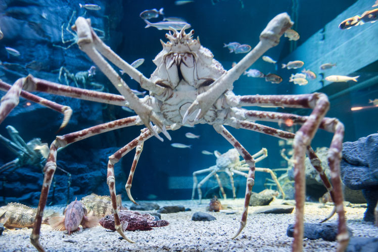 Japonský pavoučí krab (nebo japonský hlubokomořský krab)