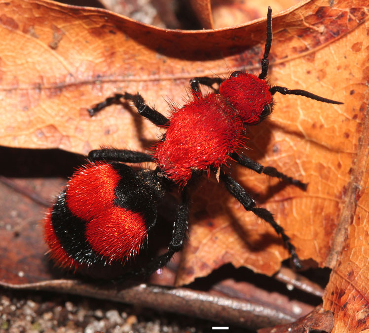 红色天鹅绒蚂蚁（或东方天鹅绒蚂蚁、牛蚁或牛杀手）