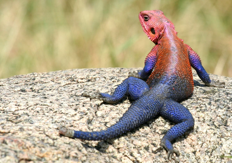 Agama mwanzae (lub Agama Spider-Man lub Mwanza z płaską głową agama skalna – czyli kamienna agama z płaską głową)