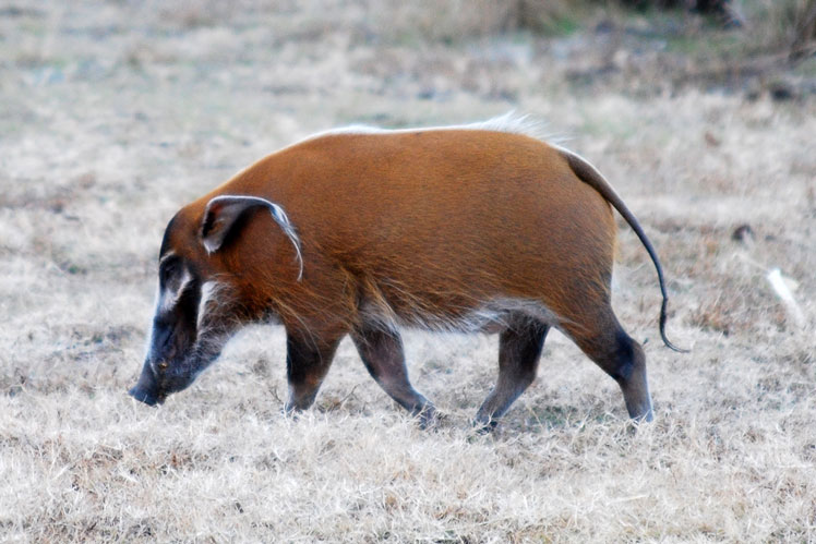Buschohrschweine (oder Flussschweine)