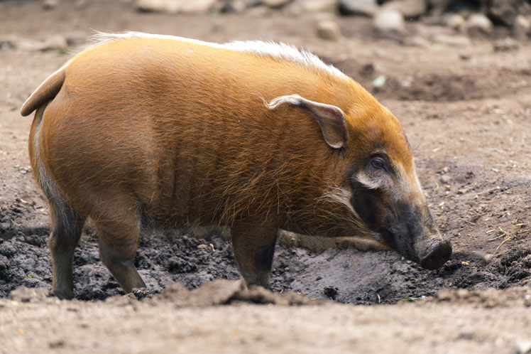 Świnie krzewiaste (lub świnie rzeczne)