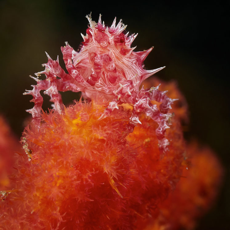 Hoplophrys (también conocido como cangrejo de caramelo, cangrejo de coral blando Oates, cangrejo de coral blando comensal y cangrejo Dendronephthya)