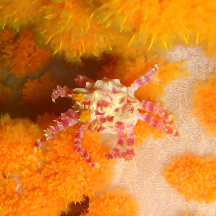 Hoplophrys (también conocido como cangrejo de caramelo, cangrejo de coral blando Oates, cangrejo de coral blando comensal y cangrejo Dendronephthya)