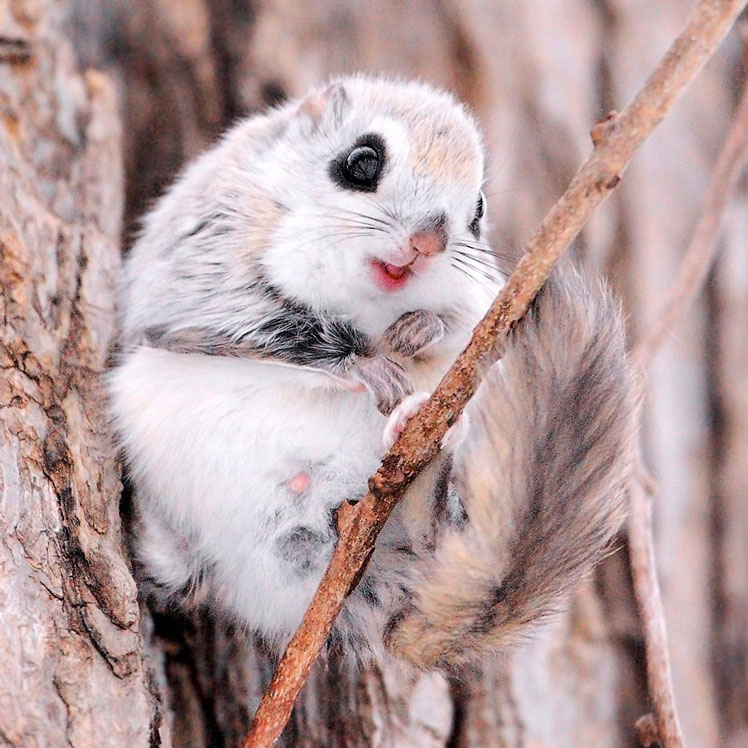 Écureuil volant pygmée japonais