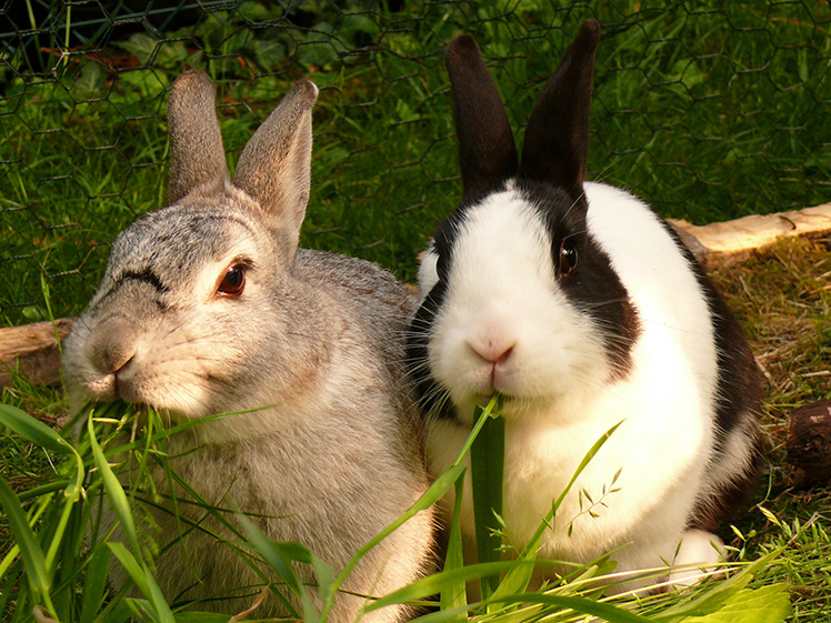 Hvad er forskellen på en kanin og en hare