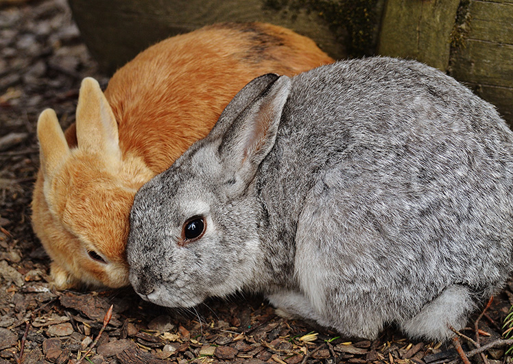 Hva er forskjellen mellom en kanin og en hare