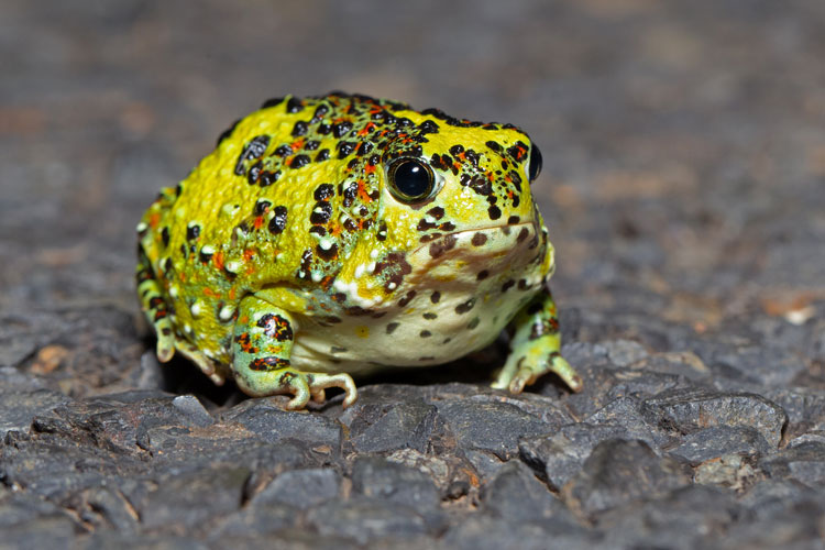 Crucifix toad (Notaden bennettii), holy cross frog or Catholic frog)