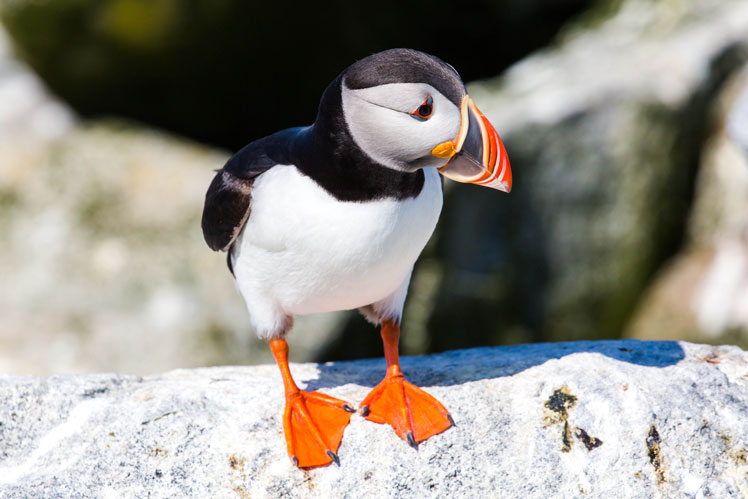 Puffin (or Atlantic puffin)