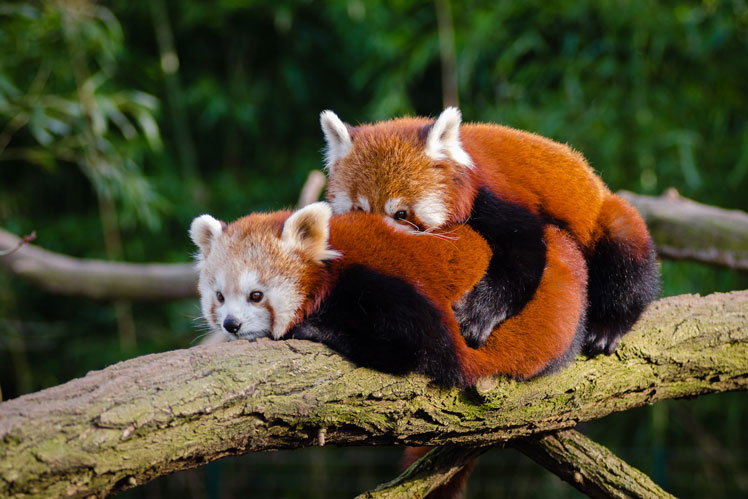 Vörös panda (vagy vörös panda, vagy macskamedve, vagy vörös macskamedve)