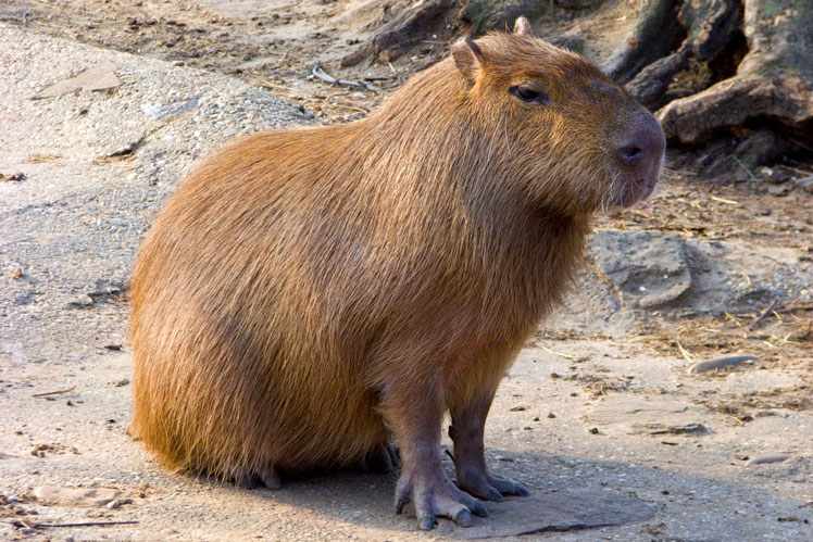 Capybara (ή Capybara)