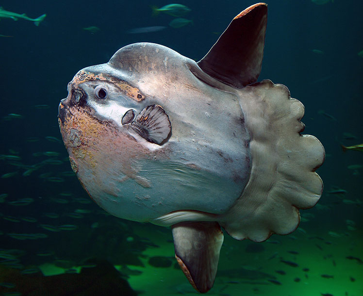 太阳鱼（或普通月亮鱼，或鱼头）