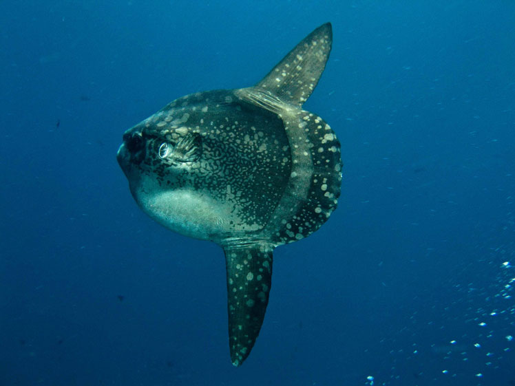 太阳鱼（或普通月亮鱼，或鱼头）