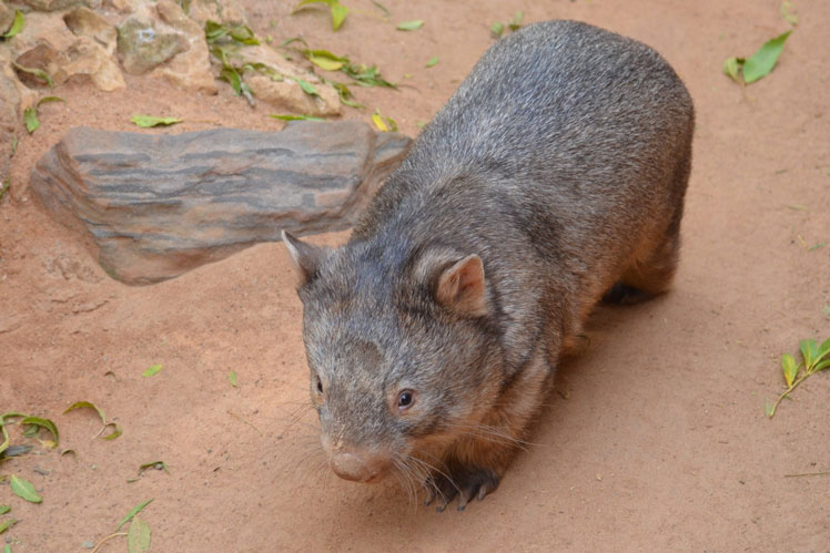 Interesting facts about wombats