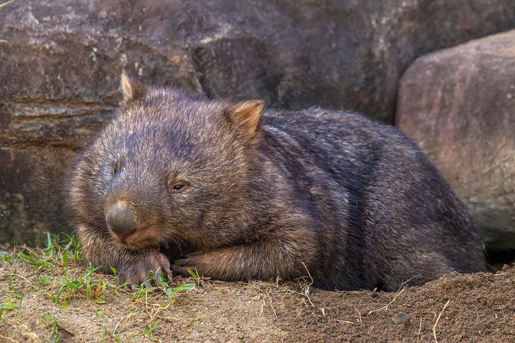 Interessante fakta om wombats