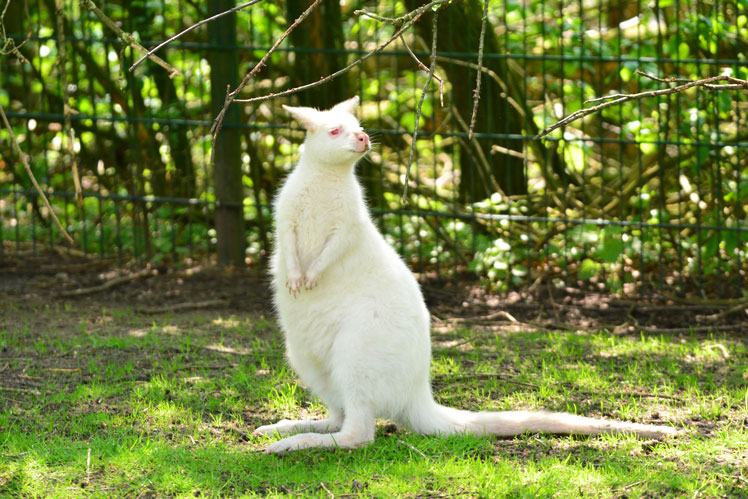 canguro blanco