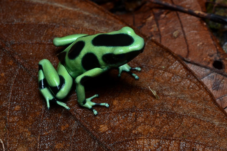 Colora la rana del dardo