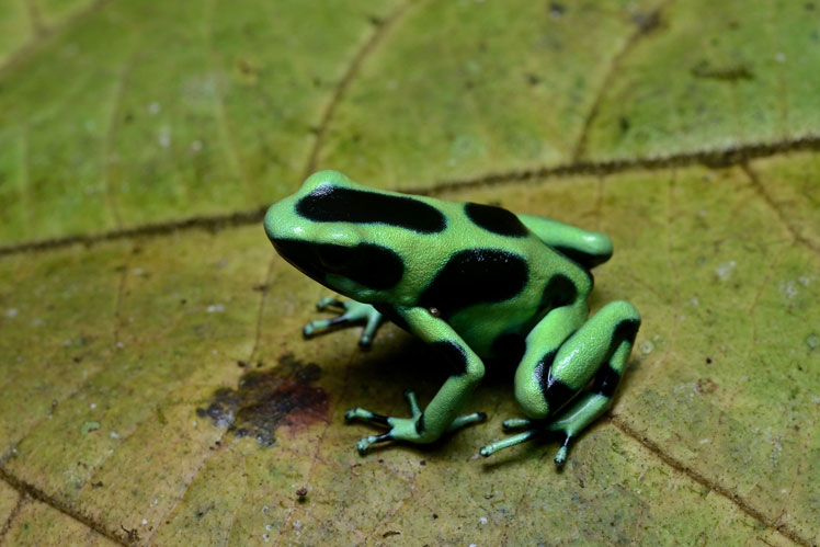 Colora la rana del dardo