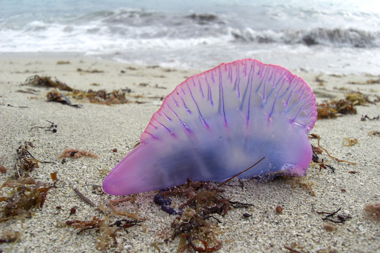 Barco portugués (o physalia)