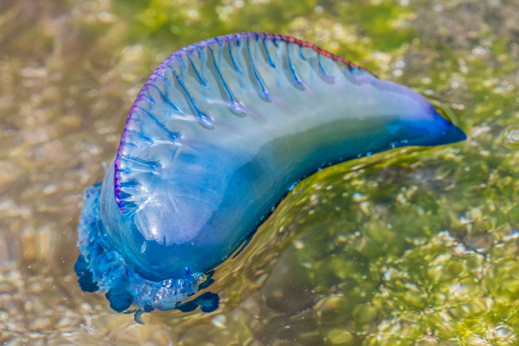 Barco portugués (o physalia)