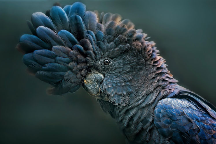 Cacatúa de luto de Banks