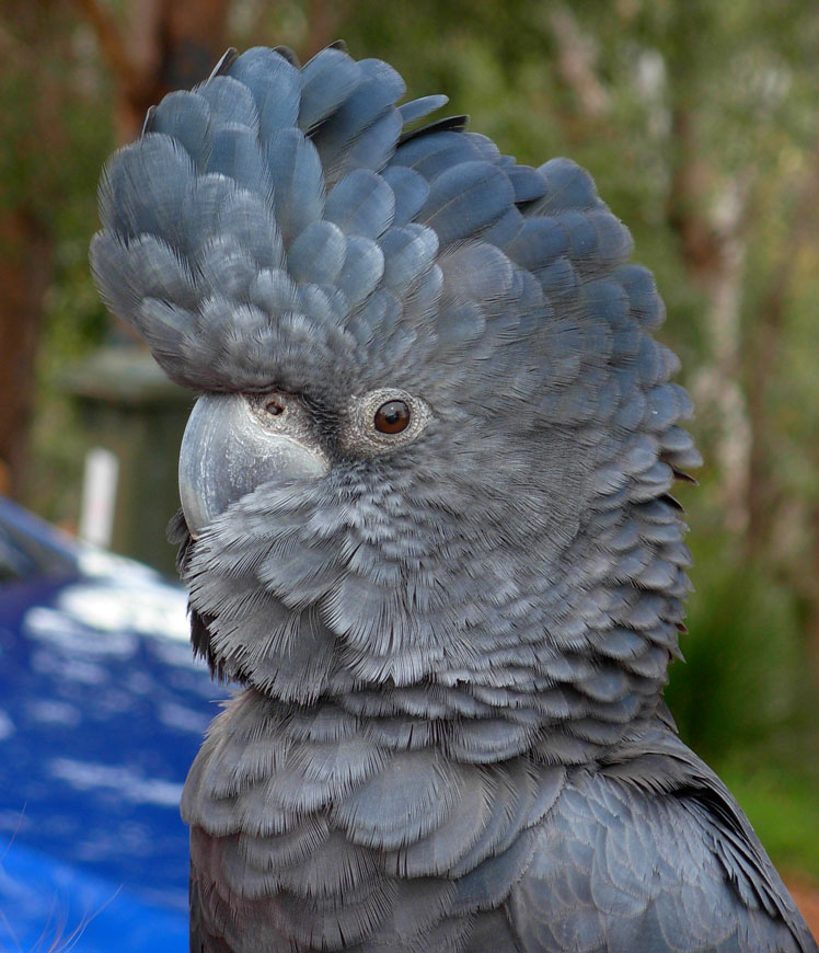 Il cacatua in lutto di Banks