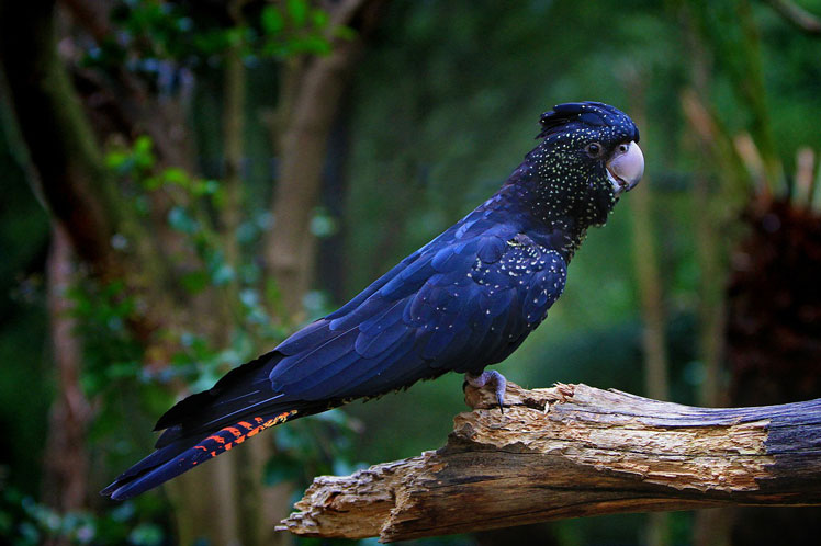 Cacatúa de luto de Banks