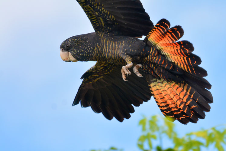 Cacatúa de luto de Banks