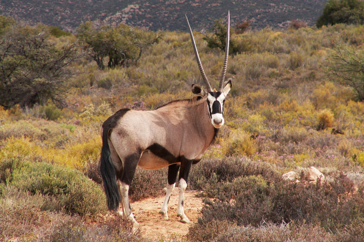 Oryxes (eller Oryxes)