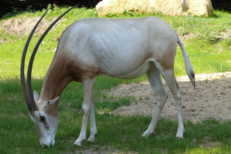 Oryxes (eller Oryxes)