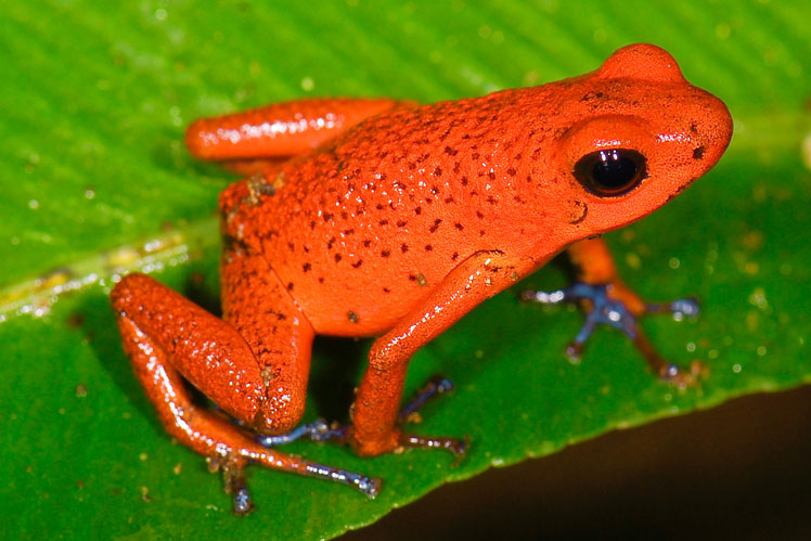 Small dart frog or strawberry poison frog