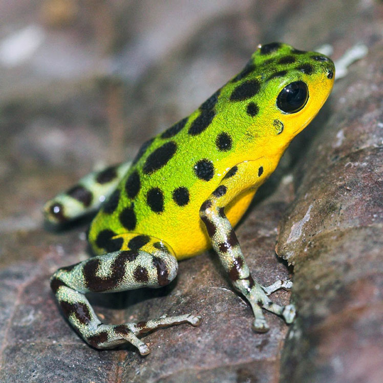Small dart frog or strawberry poison frog