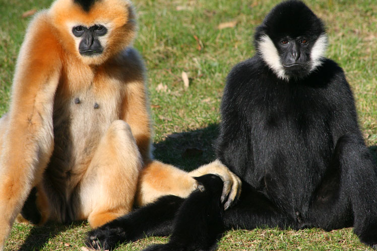 Gibbon huppé à joues blanches