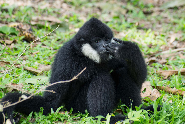 Gibbon huppé à joues blanches