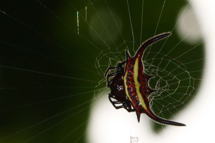 Laba-laba bertanduk Gasteracantha falcicornis