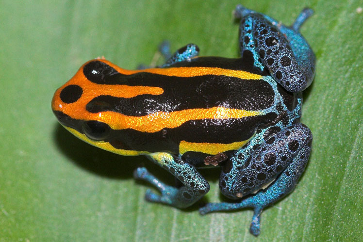 Arrow frog Ranitomeya amazonica