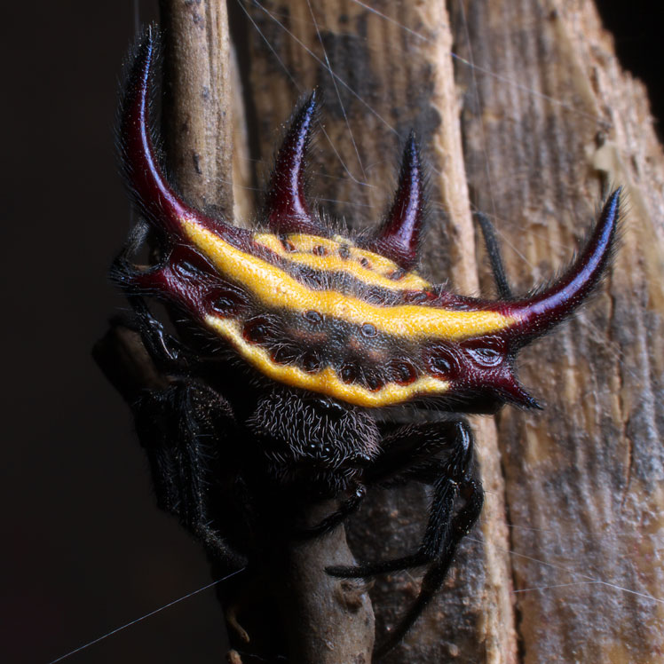 Horned spider Gasteracantha falcicornis