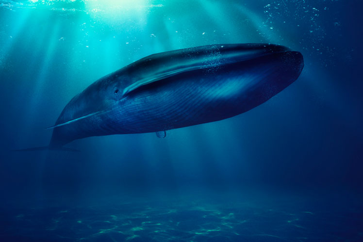 The blue whale is the largest modern animal