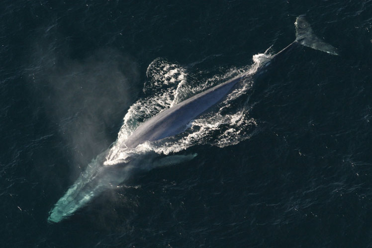 シロナガスクジラは最大の現代動物です