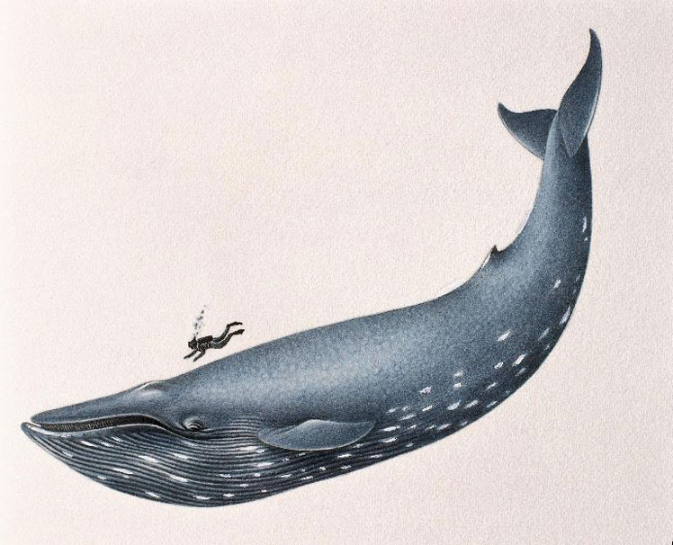 푸른 고래는 가장 큰 현대 동물입니다