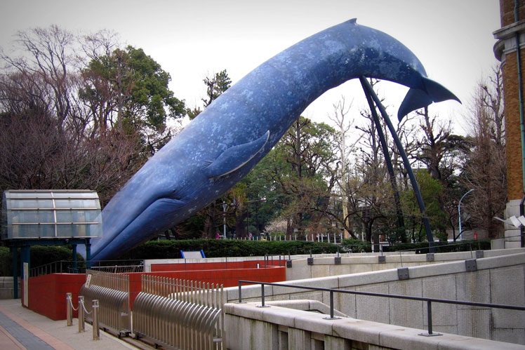 푸른 고래는 가장 큰 현대 동물입니다