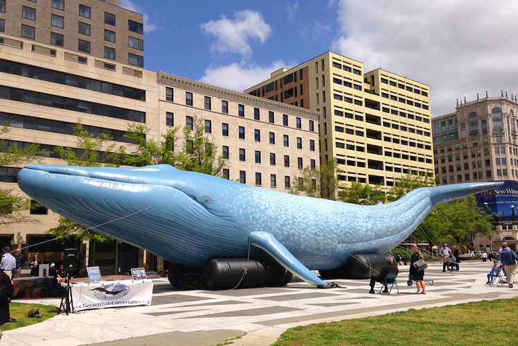 The blue whale is the largest modern animal